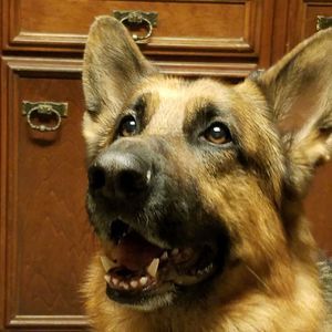 Meet your Posher, Ronald